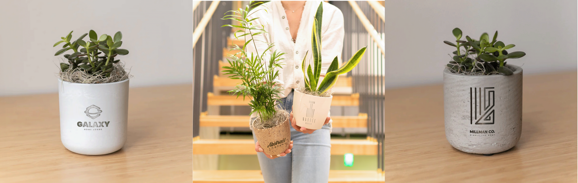 Desk Plants
