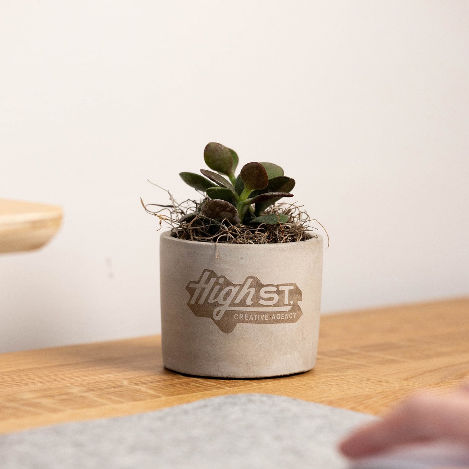 Mini Parker Plant MAIN