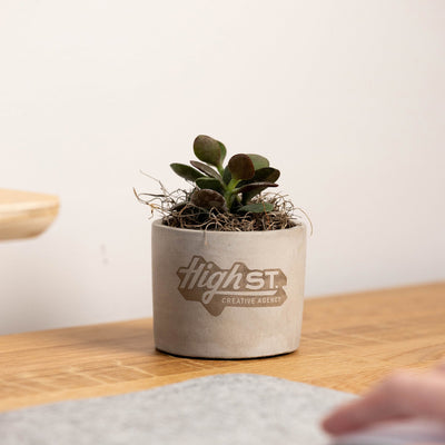 Mini Parker Plant MAIN