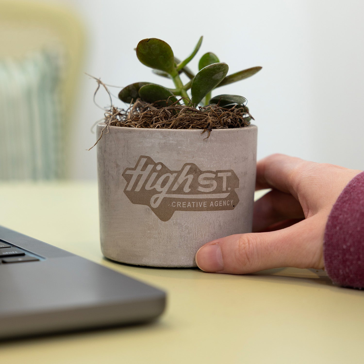 Mini Parker Plant MAIN
