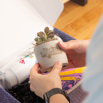 Mini Parker Plant MAIN