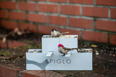 Spiglo MAIN